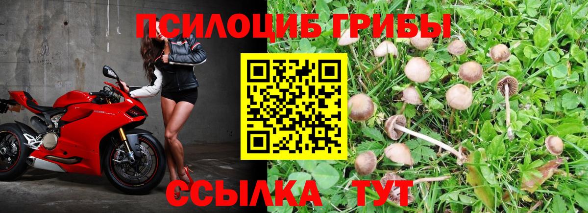 Галлюциногенные грибы Psilocybe Шатура